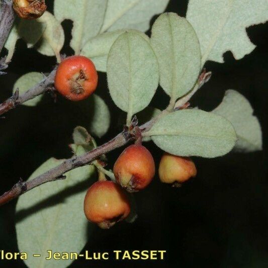 Cotoneaster uniflorus Fruto