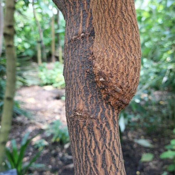 Cinchona pubescens Bark