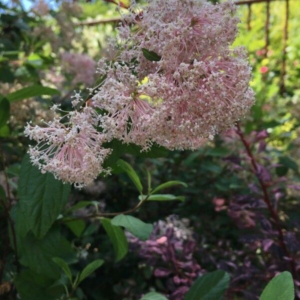 Ceanothus americanus Flors