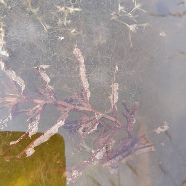 Potamogeton crispus 葉