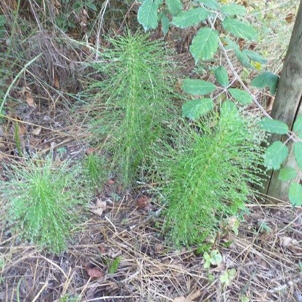 Equisetum telmateia Hàbitat