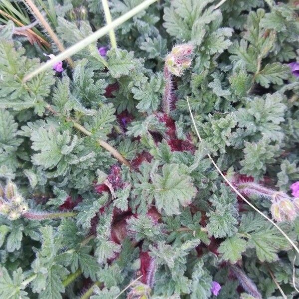 Erodium cicutarium Folio