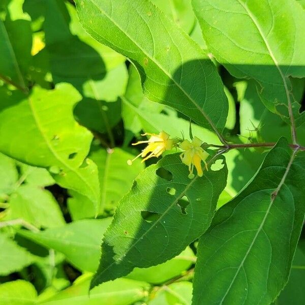 Diervilla lonicera പുഷ്പം