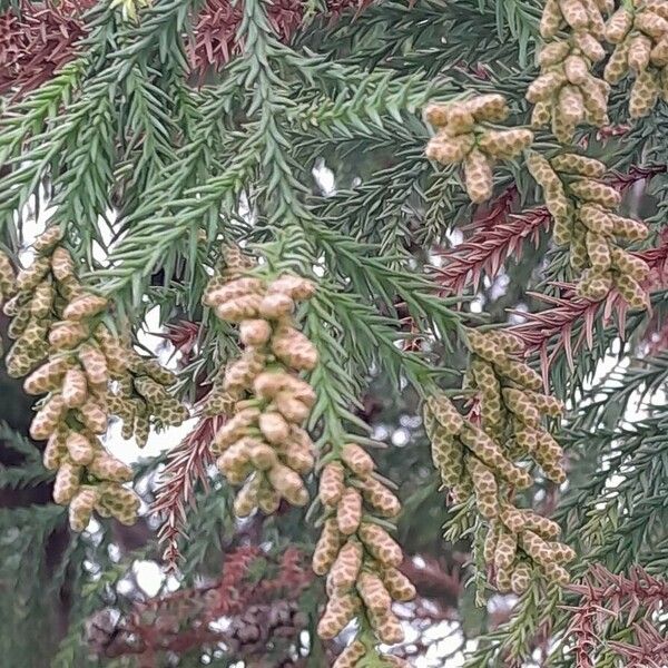 Cryptomeria japonica 花