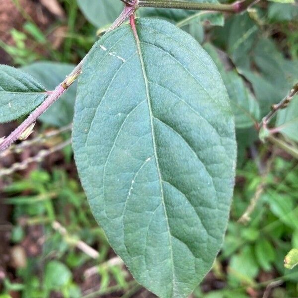 Achyranthes bidentata Ліст