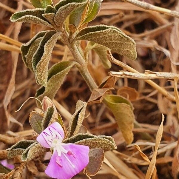 Dicliptera napierae Kukka