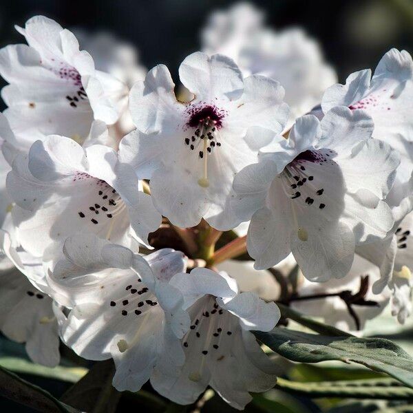 Rhododendron coriaceum फूल