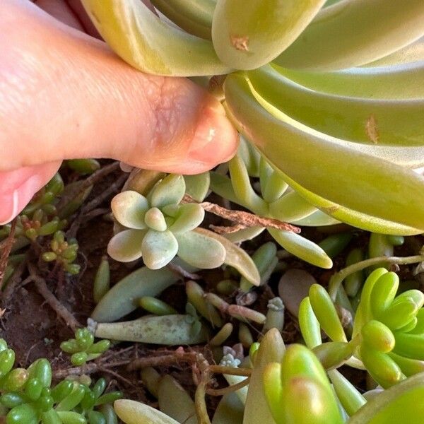 Sedum allantoides Foglia