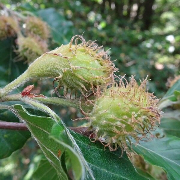 Fagus sylvatica Meyve