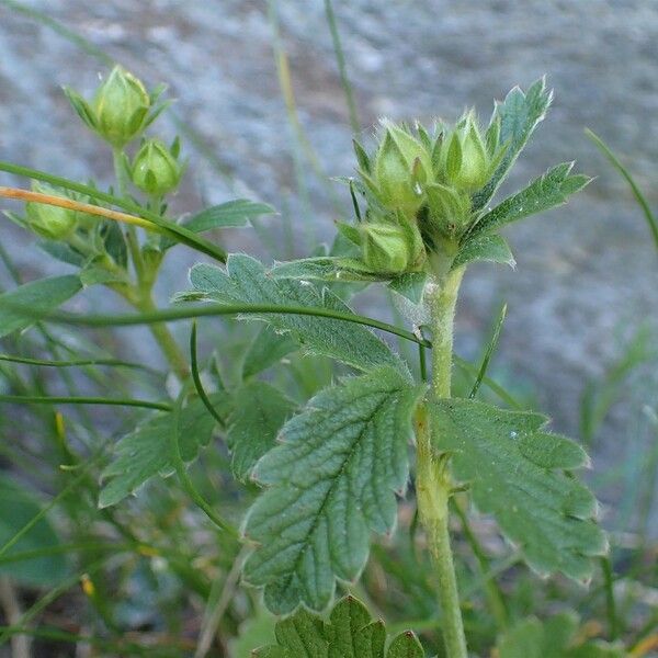 Potentilla grandiflora Habit