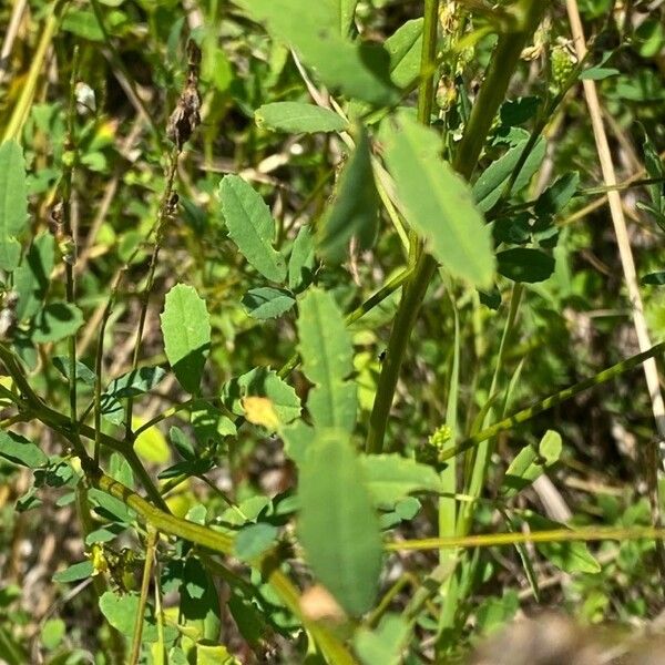 Melilotus officinalis Blatt