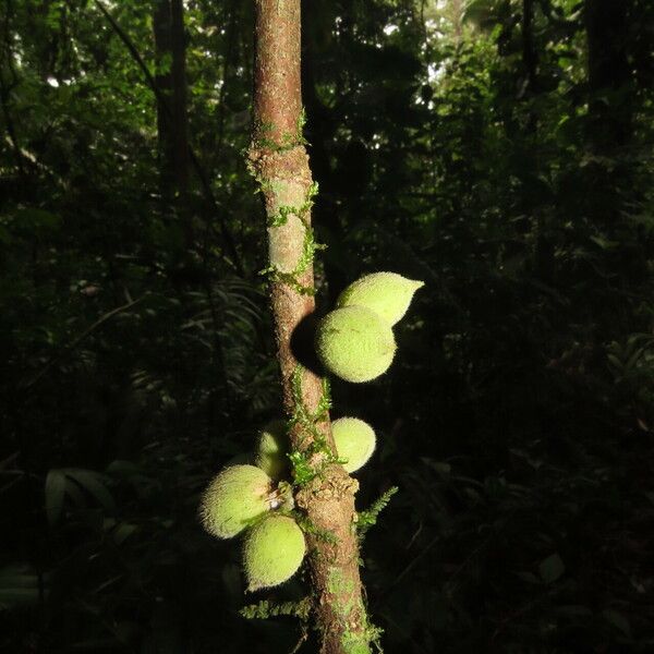 Trichilia pallida Fruit