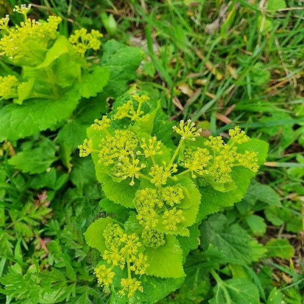 Smyrnium perfoliatum Flor