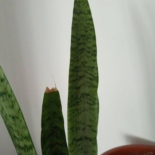 Dracaena zeylanica Kwiat