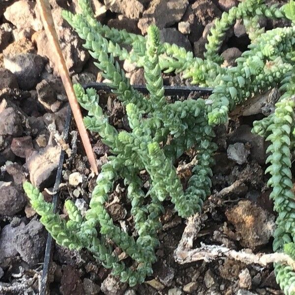 Crassula muscosa Leaf