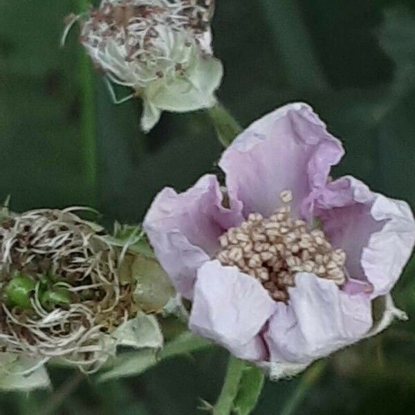 Rubus armeniacus Blüte