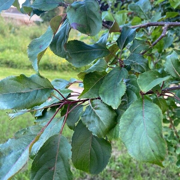 Malus hupehensis Leaf