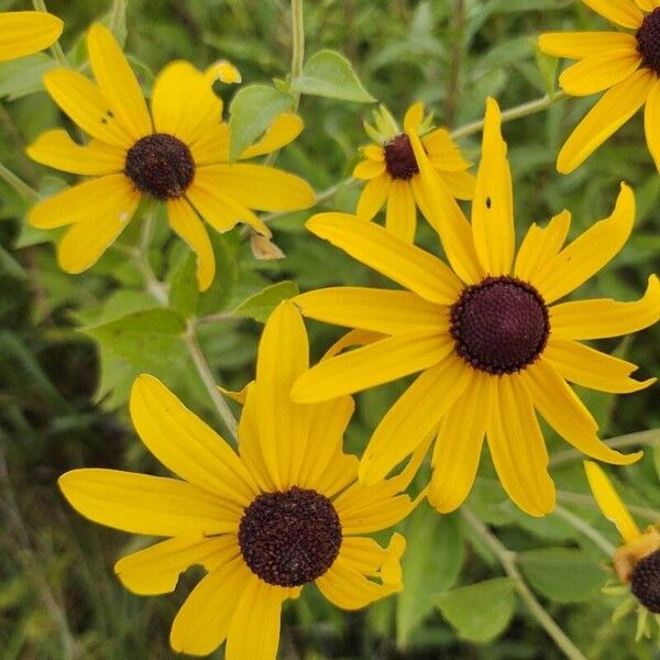 Rudbeckia subtomentosa Õis