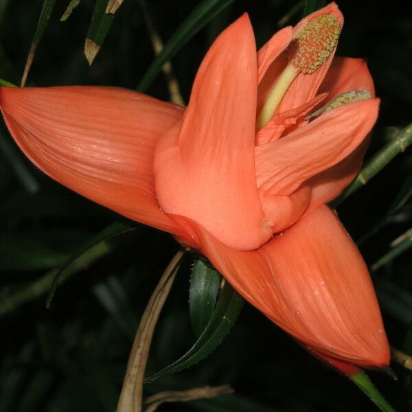 Freycinetia cumingiana Flor