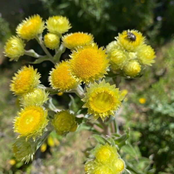 Helichrysum foetidum Kukka