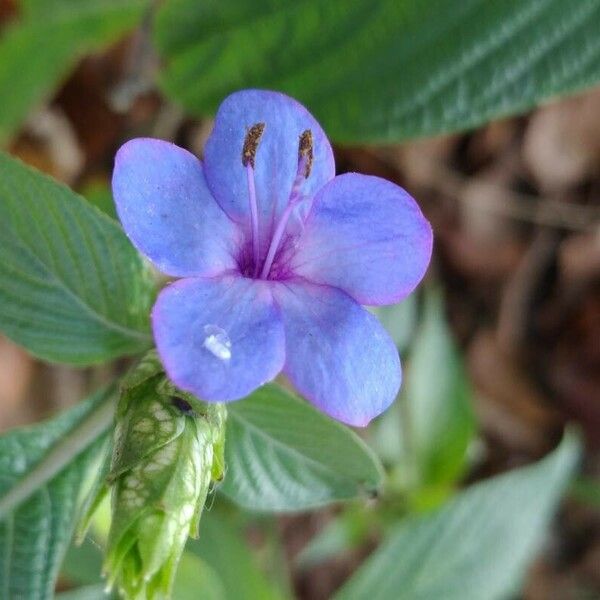 Eranthemum pulchellum Çiçek