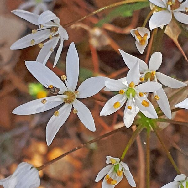 Allium subhirsutum Fiore