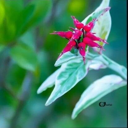 Euphorbia tithymaloides Цвят