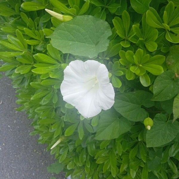 Calystegia sepium Kukka