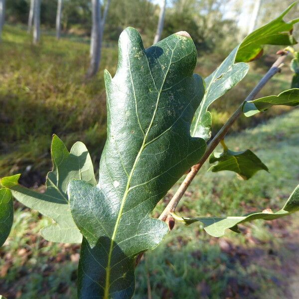 Quercus robur Foglia