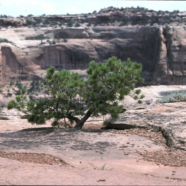 Pinus edulis Habitus