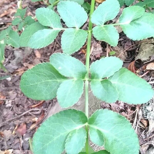 Opopanax chironium Lapas