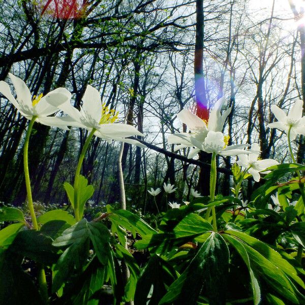 Anemonoides nemorosa Blad