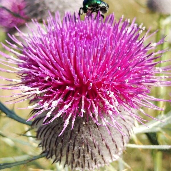 Cirsium eriophorum Çiçek