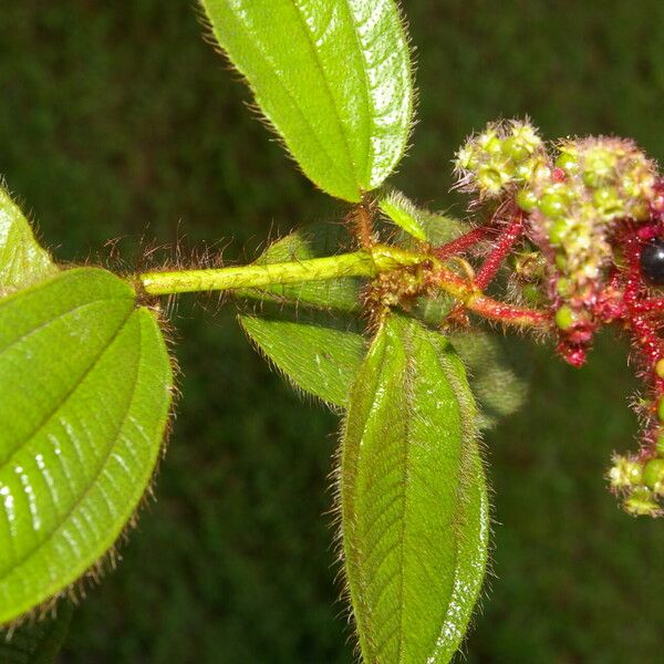 Miconia lacera برگ