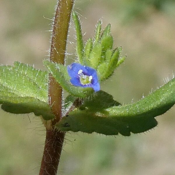 Veronica arvensis Cvet