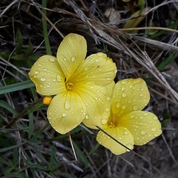 Linum campanulatum Цвят