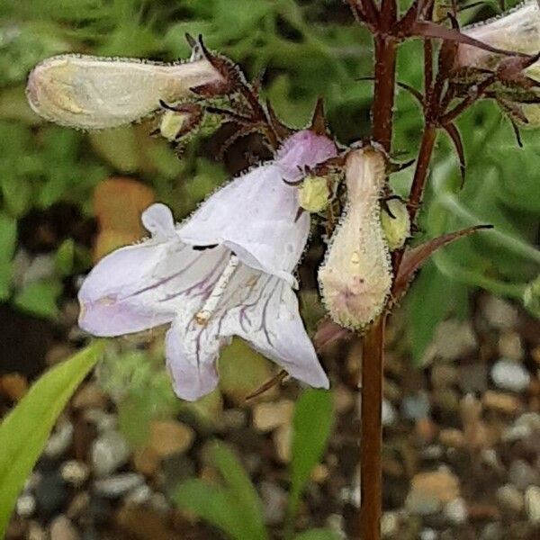 Penstemon digitalis Květ