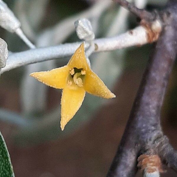 Elaeagnus angustifolia 花