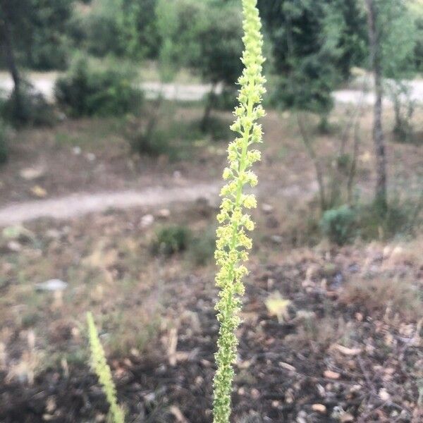 Reseda luteola Цвят