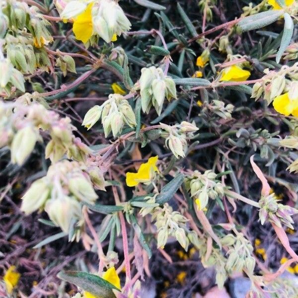 Helianthemum syriacum Lapas