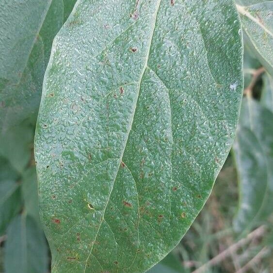 Diospyros virginiana Blatt