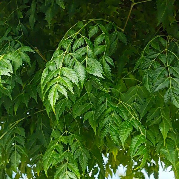 Azadirachta indica Folha