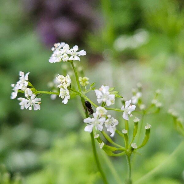 Anthriscus cerefolium 花