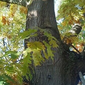 Quercus coccinea Агульны выгляд