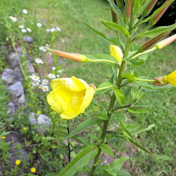 Oenothera villosa 花