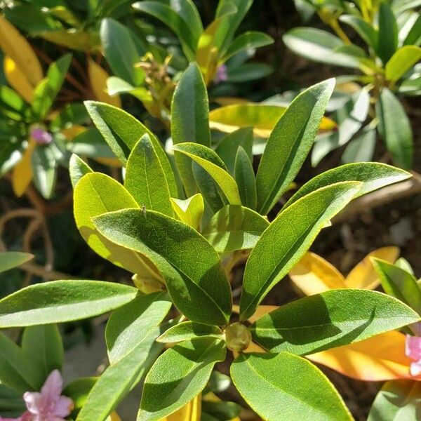 Rhododendron minus Hoja