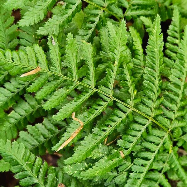 Dryopteris dilatata Hoja