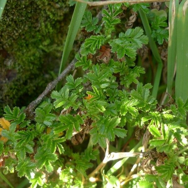 Acaena novae-zelandiae Habit