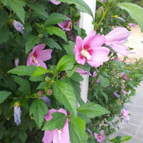 Hibiscus syriacus Blomma