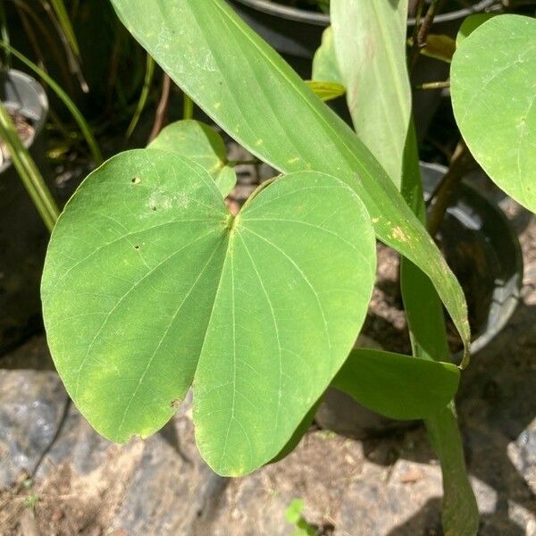 Bauhinia acuminata पत्ता